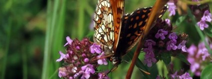 Hnědásek podunajský Foto: Agentura ochrany přírody a krajiny ČR