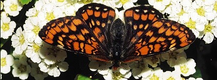 Hnědásek osikový (Euphydryas maturna) Foto: Wikimedia Commons