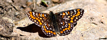 foto: ressaure / Flickr