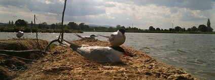 Hnízdění rybáka obecného Foto: Monika Homolková FŽP ČZU