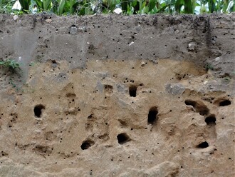 Nory břehulí říčních a včel samotářek