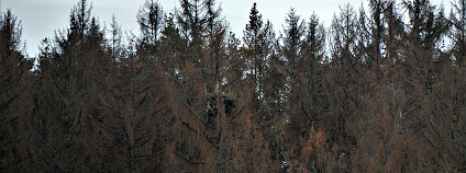 Foto: Filip Hruška / Česká společnost ornitologická