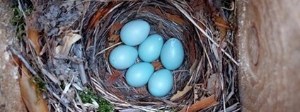 Vejce lejska černohlavého (Ficedula hypoleuca) Foto: Charli Davies AV ČR