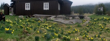 Hnojový dům na Jizerce s narcisy Foto: Martin Simeo Wikimedia Commons