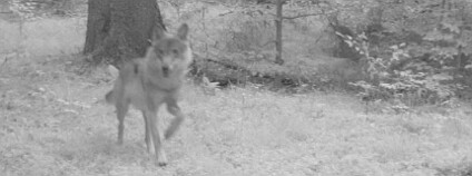 Vlk vyfocený fotopastí u obce Hohwald v těsné blízkosti českých hranic. Foto: A. Klingenberger / Staatsbetrieb Sachsenforst