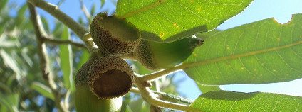 Holm Oak Foto: Durlston Country Park / Flickr.com