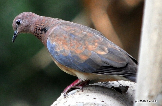 V Egyptě se závodů účastní tisíce ptáků, národní svaz pořádá každoročně dva závody od Káhiry po 600 kilometrů vzdálený severoegyptský Sallúm, nebo po Asuán na jihu vzdáleném 700 kilometrů.