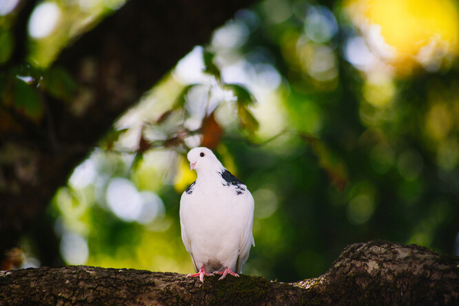 Ve městě nemá být všude hodně lidí. Je potřeba nechat prostor i rostlinám a živočichům.