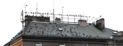 Foto: Obecní holubník