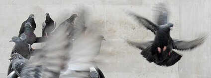 holubi Foto: Rev Stan Flickr