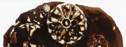 Ukázka z paleontologické sbírky Josepha Hookera Foto: British Geological Survey