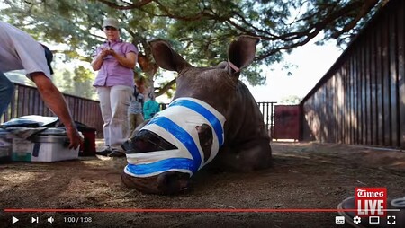 Organizace Saving the Survivors vynaložila na záchranu Hope za rok v přepočtu přes jeden milion Kč. "Čas, peníze a námaha, které jsme investovali, měly smysl," říká anestezioložka Jana Pretoriusová a odmítá kritiku. "Kdybychom dnes měli 100 000 nosorožců, pravděpodobně bychom to nedělali, ale jejich počet je kritický (kolem 25 000 ve světě). Má smysl je zachraňovat a učit se, jak se to má dělat," vysvětluje.