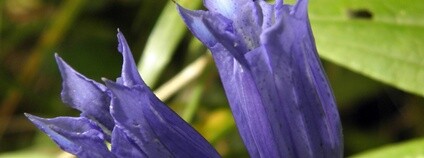 Hořec tolitovitý Foto: Jan Moravec ČSOP