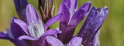 Hořeček drsný Sturnův Foto: Bela Komancova AOPK ČR