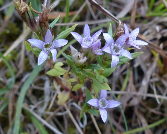 Hořeček nahořklý