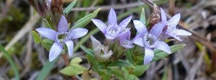 Hořeček nahořklý Foto: ČSOP