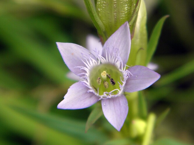 Hořeček nahořklý