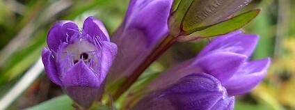 Foto: Jan Moravec / ČSOP