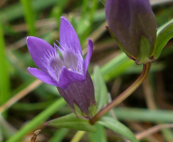 Hořeček nahořklý je kolem 30 cm vysoká mírně rozvětvená bylina s asi 1 – 1,5 cm dlouhými světle fialovými zvonkovitými květy, kterých může být na jedné rostlině i několik desítek. Na rozdíl od většiny rostlin kvete až koncem léta, především v září.