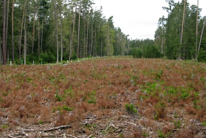 Masivní výskyt sypavky borové (Jindřichohradecko, květen 2023).