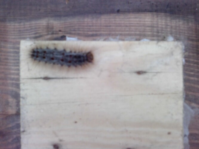 Housenka babočky osikové v ptačí budce.