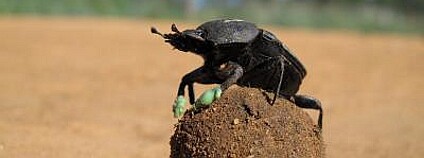 Foto:  Wits University