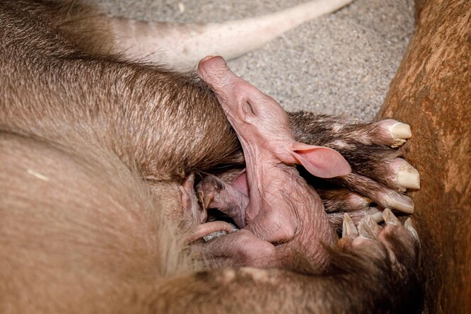 Novorozené mládě nyní váží asi 1380 gramů, což je podle chovatelů obvyklá váha, přestože v dospělosti mohou hrabáči být až stokiloví.