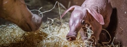Mládě hrabáče kapského narozené v pražské zoo Foto: Zoo Praha