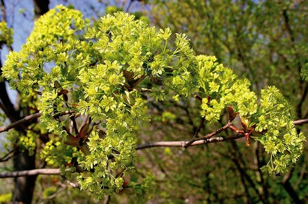 Pořadatelé slibují, že na výstavě budou mít návštěvníci šanci vidět jarní rostliny, houby i některé druhy obojživelníků a hmyzu. Pro zájemce budou připravené botanické i zoologické exkurze do hradeckých sadů.