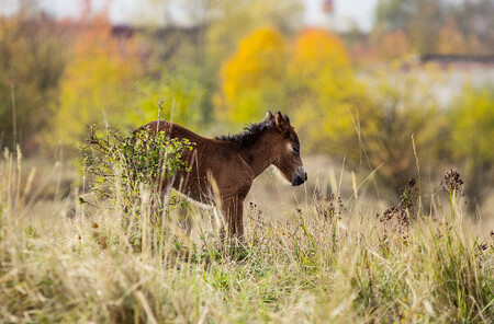 Po čtvrtečním porodu se klisna držela podle očekávání odborníků dále od členů stáda. „Díky tomu si nově narozené hříbě takzvaně vtiskne svou matku a i ona se naučí ho rozpoznávat, vytvoří si tak exkluzivní pouto, které bude trvat přinejmenším několik let,“ vysvětluje Martina Komárková