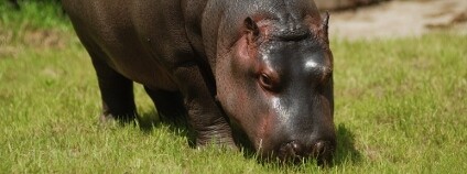 Hroch obojživelný Foto: P. Vlček / Zoo Ostrava