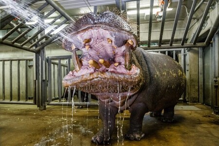 Hroch obojživelný má 36 až 40 zubů. Nejvýraznější jsou spodní a horní špičáky