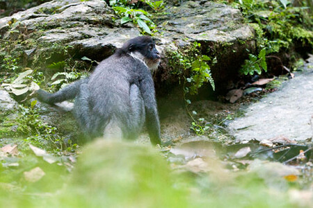 Vzácný poddruh hulmana šedého na snímku českého fotografa Alexandra Pospěcha