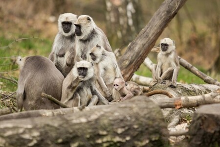 Krmení medvědů a hulmanů bude na programu každý den ve stejné časy jako o víkendech. Stejně tak práci se slony mohou zájemci vidět každý den. Ve středy to bude navíc komentované setkání u krokodýlů.