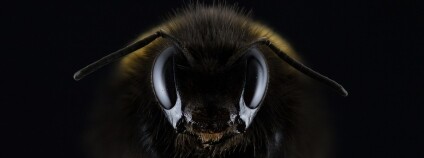 Čmelák Foto: image4you Pixabay