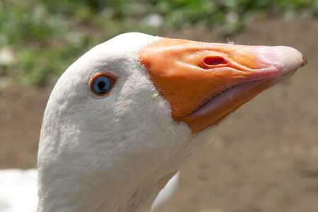 Zatímco loni z tamního volného chovu prodali 200 hus, letos už jich lidé objednali o polovinu víc.