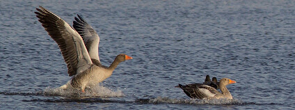 Husa velká Foto: Colin Frankland Flickr.