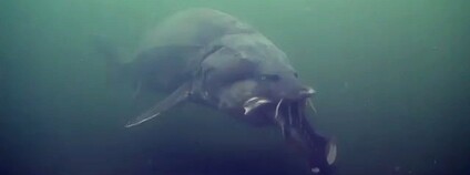 Vyza velká Foto: Seedlens Wikimedia Commons