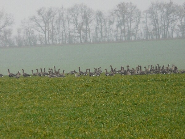 Koordinátorka českého sčítání Zuzana Musilová sdělila, že v Česku přibývá zejména býložravých a rybožravých ptáků. V ČR podle ní zvyšuje například počet hus běločelých.