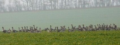 Husy běločelé Foto: Jiří Šafránek MOS