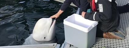 Běluha Hvaldimir Foto: Tor Borgersen/Statsministerens kontor Flickr