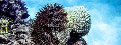 Foto: Ryan McMinds / Flickr