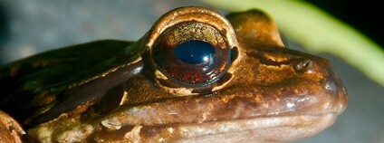 hvízdalka antilská Foto: Josh More Flickr