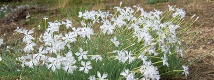 Hvozdík písečný český Foto: AOPK ČR