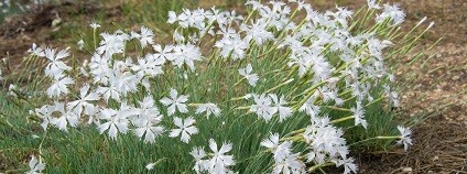 Foto: Barbora Čepelová / Agentura ochrany přírody a krajiny ČR (AOPK ČR)