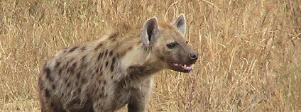 Hyena skvrnitá (Crocuta crocuta). Foto: Gastrocycle / Wikimedia Commons