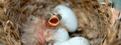 Foto: John Flannery / Flickr