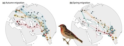 Letové dráhy hýlů rudých se na podzim a na jaře liší. AV ČR