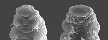 Želvušky Foto: Willow Gabriel and Bob Goldstein