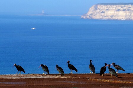 Volní ibisi skalní na vypouštěcí voliéře.